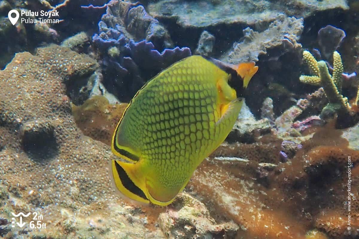 Latticed butterflyfish at Pulau Soyak