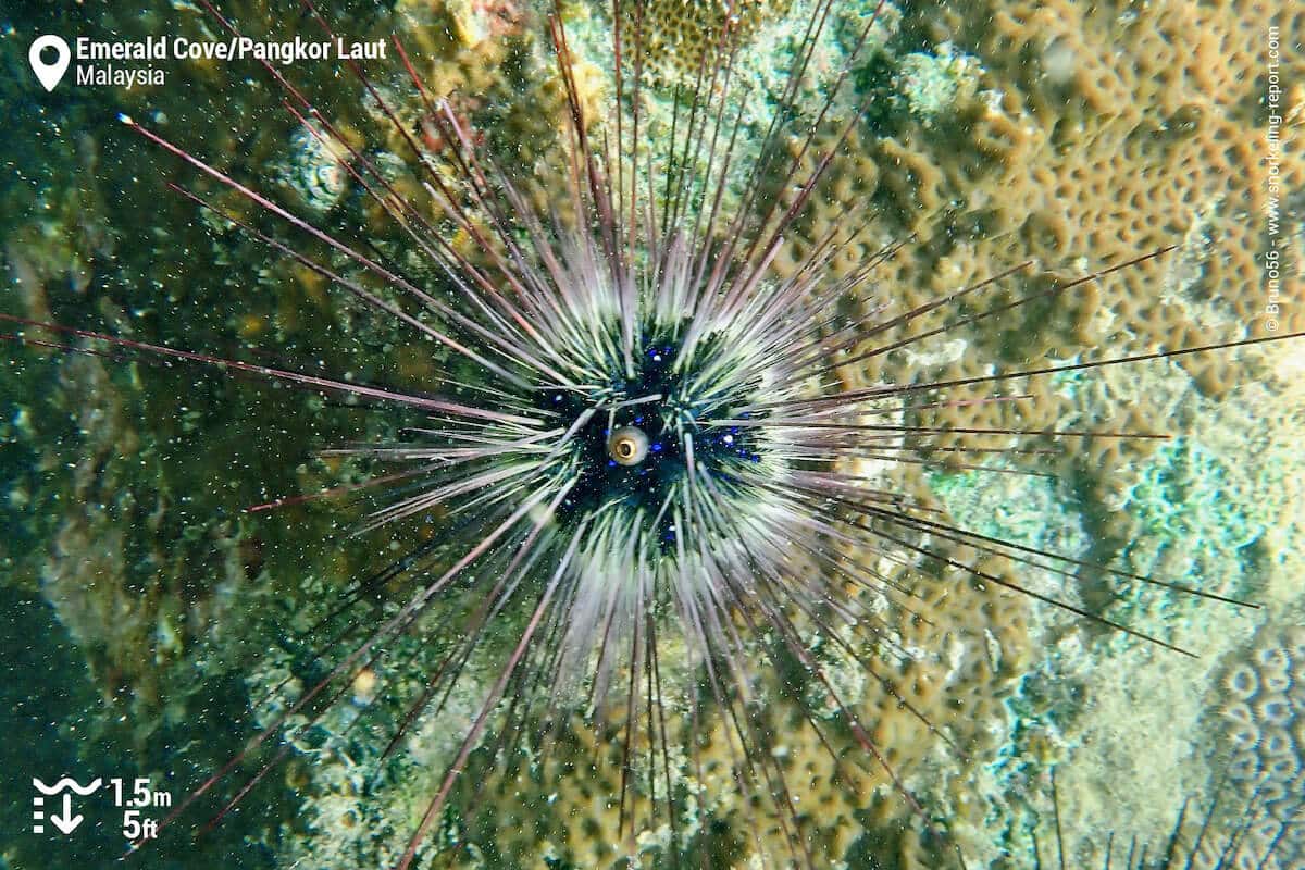 Long-spined urchin at Pangkor Laut