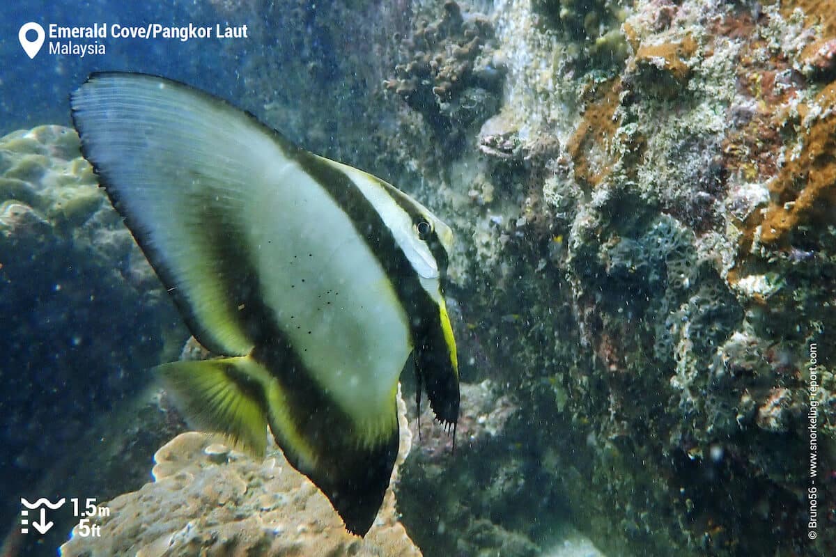 Longfin batfish at Pangkor Laut