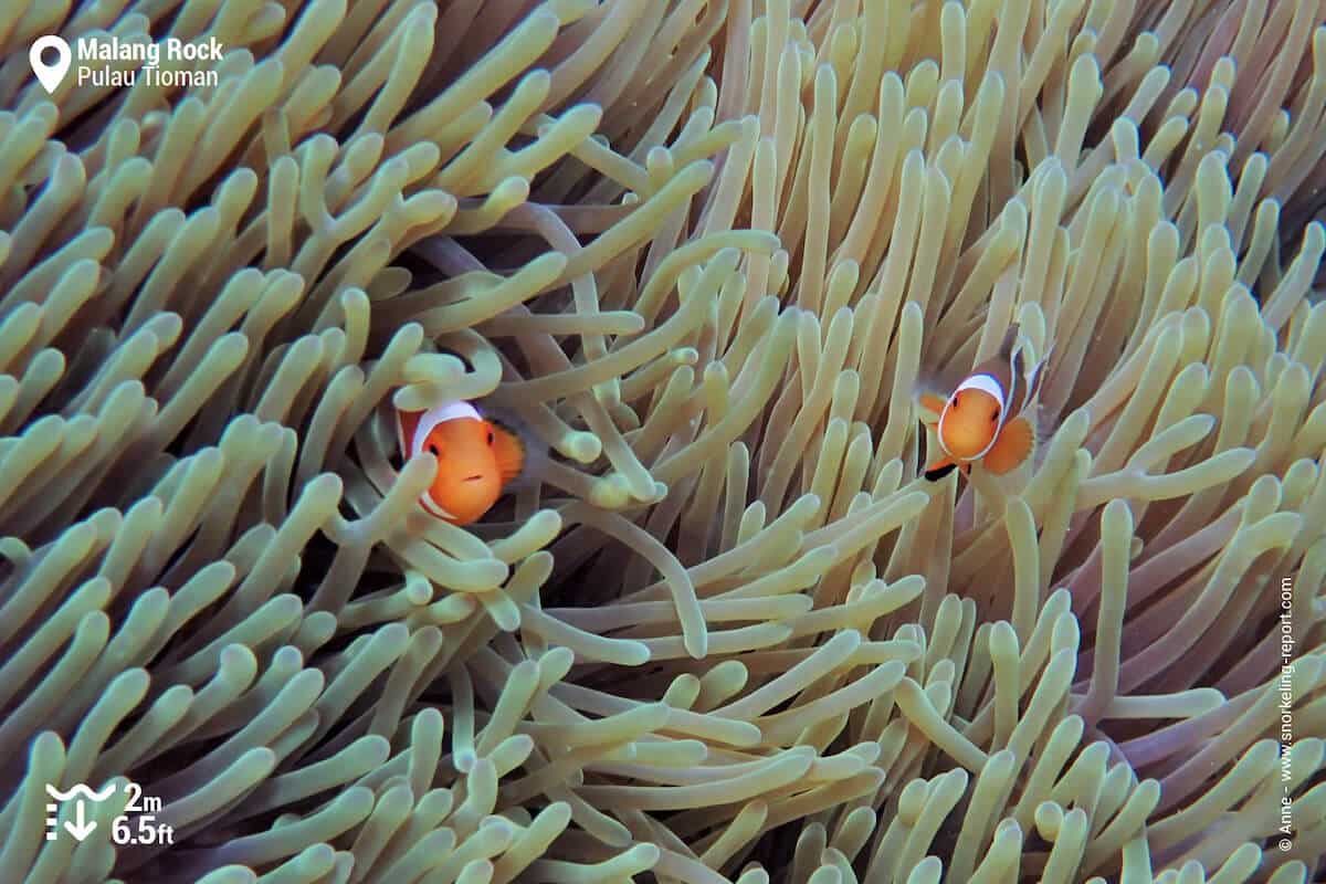 Ocellaris anemonefish at Malang Rock