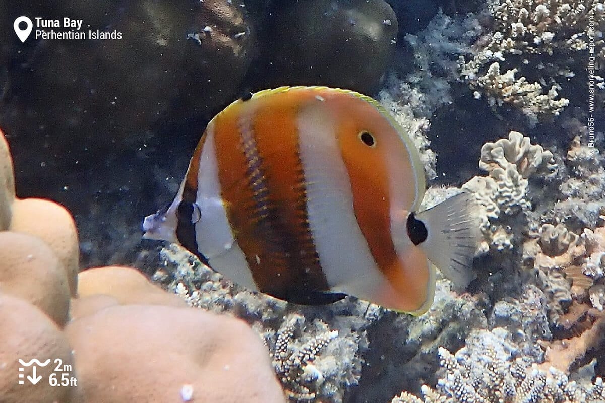 Orange-banded coralfish at Tuna Bay