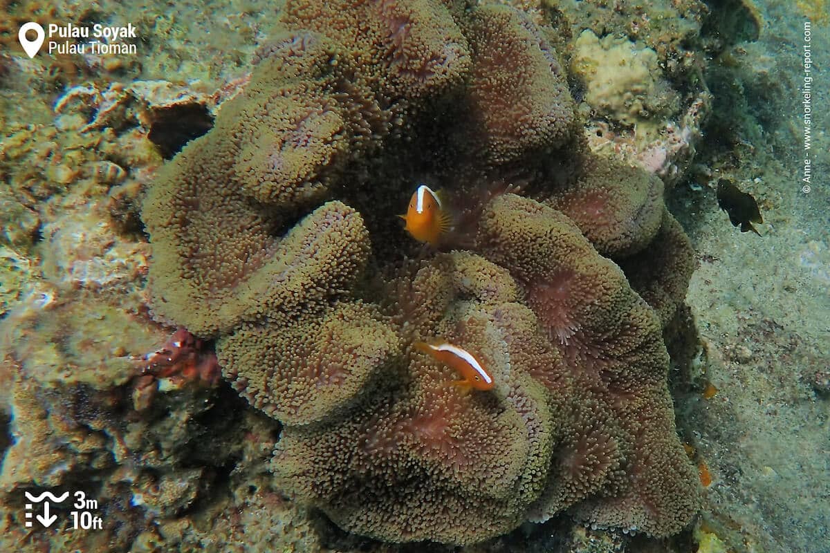 Orange-skunk anemonefish in Pulau Soyak