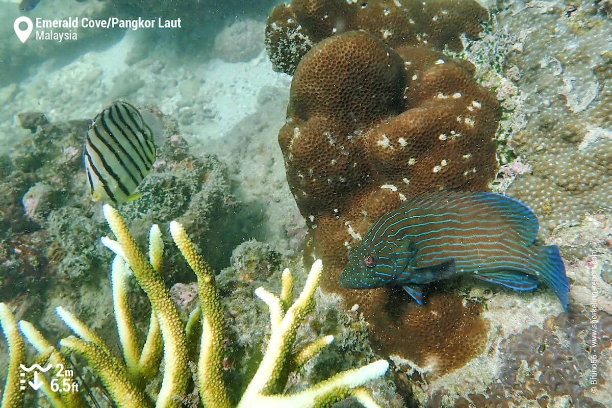 Reef fish at Pangkor Laut