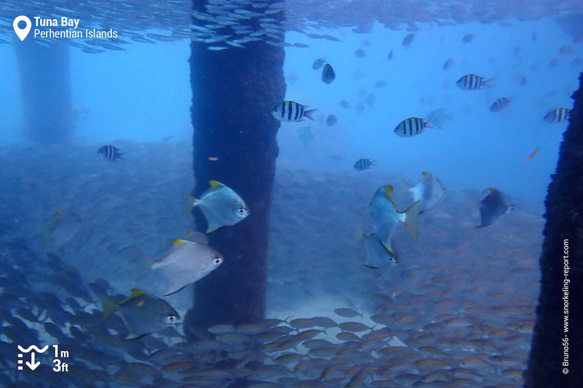 School of fish under Tuna Bay jetty