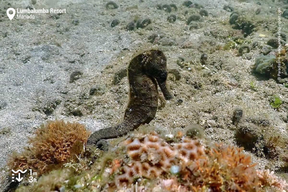 Seahorse in Manado