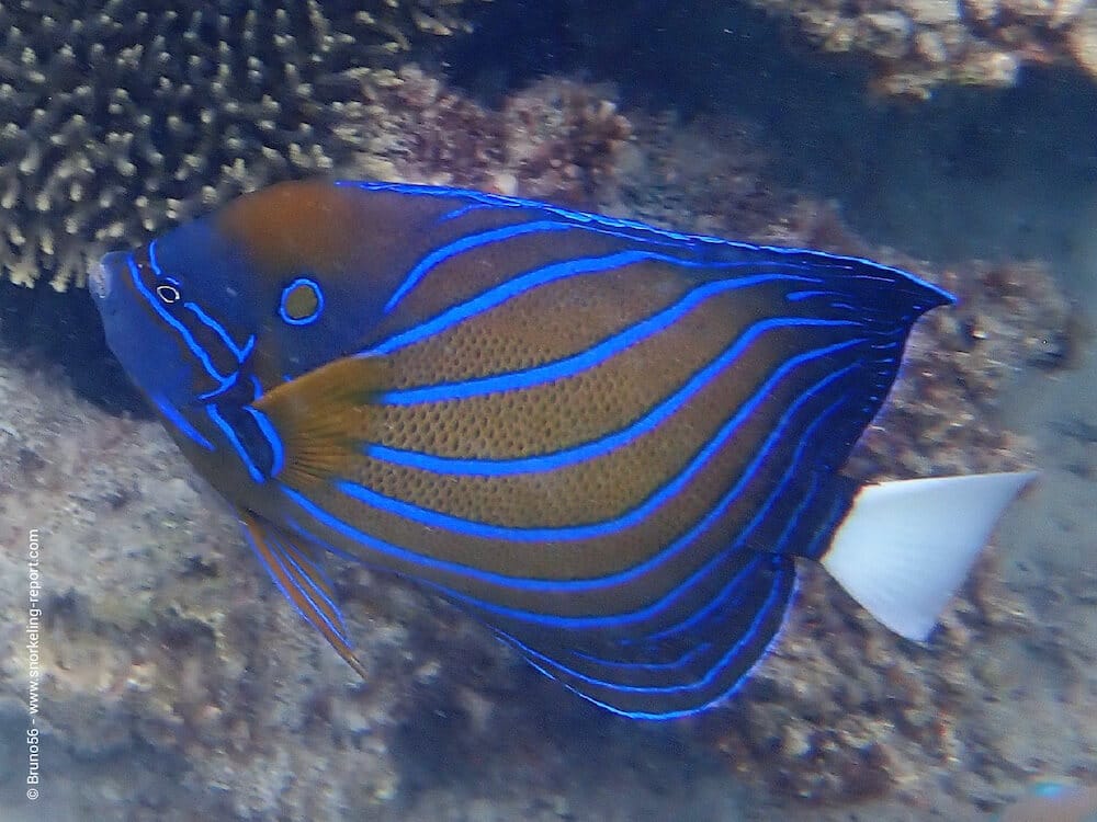 Annularis Angelfish: Saltwater Aquarium Fish