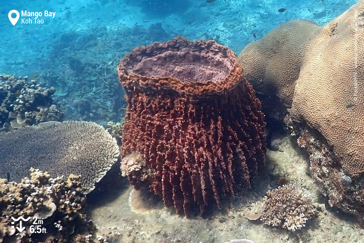 Barrel sponge at Mango Bay