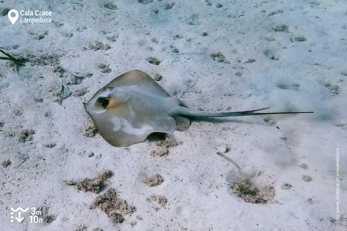 Pelagic stingray in Cala Croce