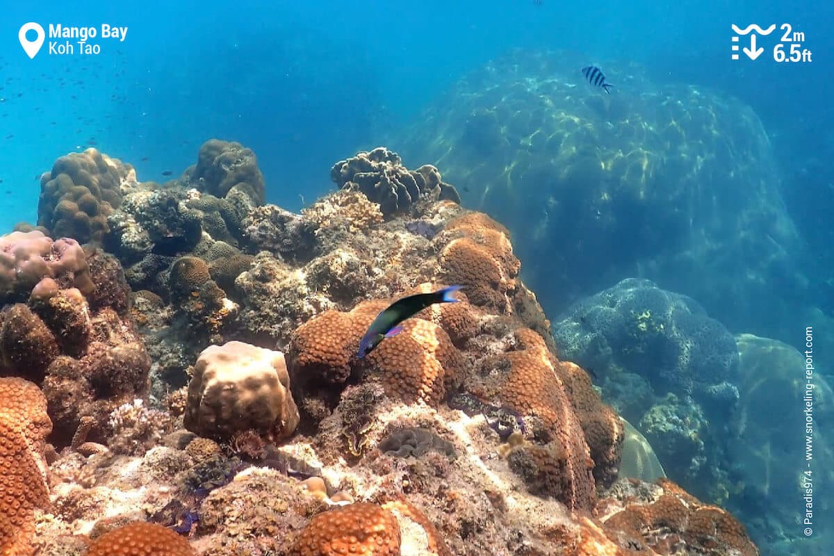 Coral reef at Mango Bay