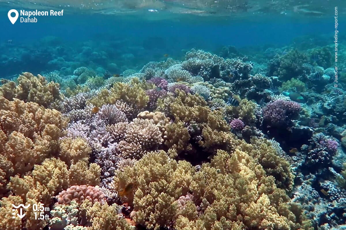 Coral reef at Napoleon Reef, Dahab