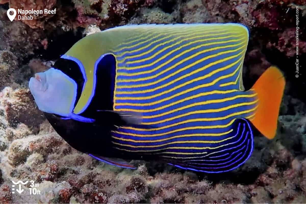 Emperor angelfish at Napoleon Reef, Dahab