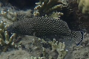 Epinephelus ongus