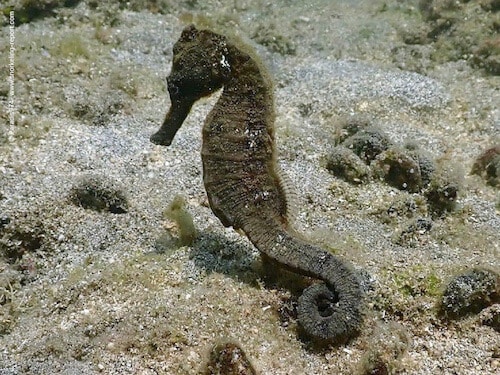 Hippocampus kuda