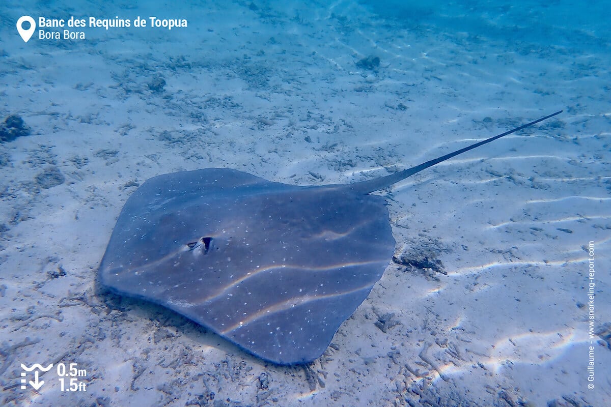 Pink whiptail ray at Bora Bora
