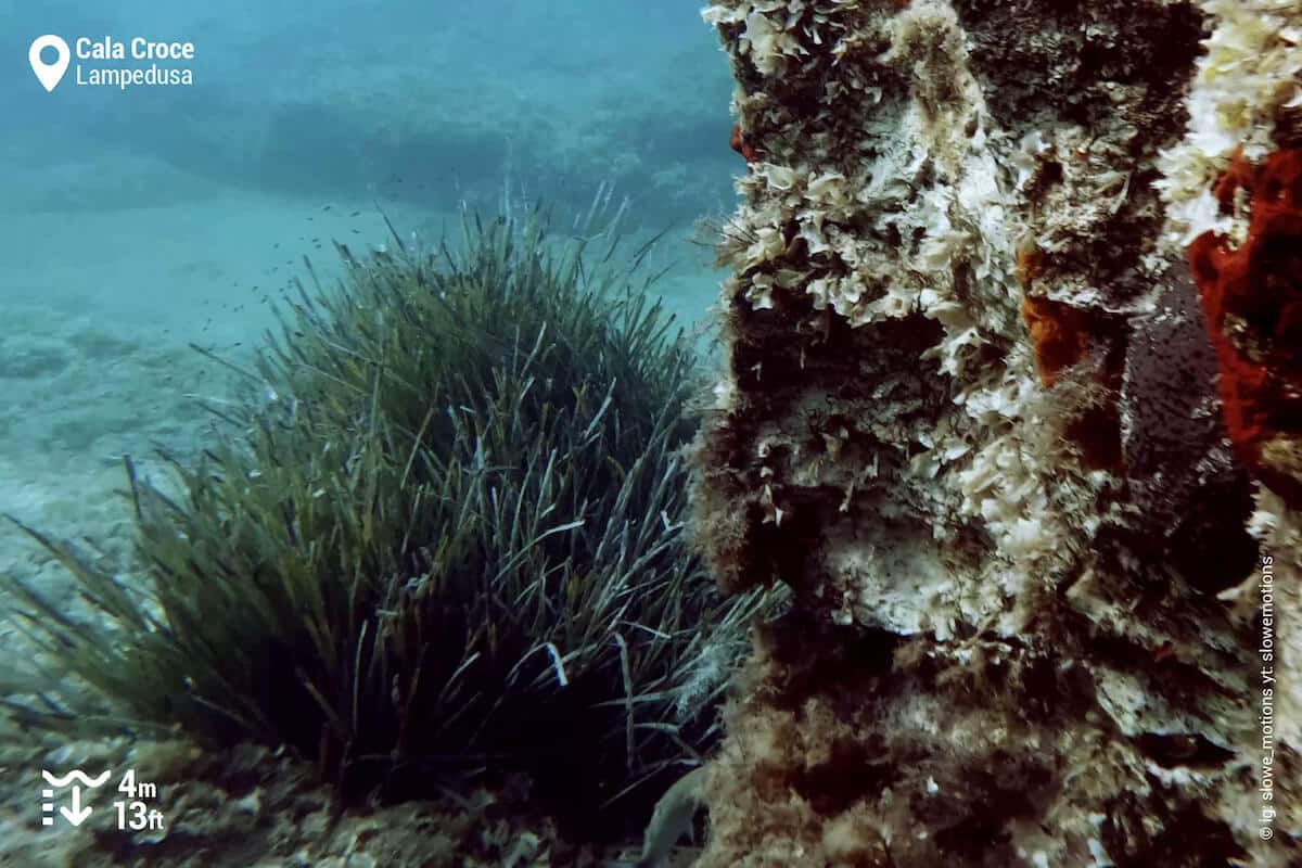 Rocks and posidonia in Cala Croce