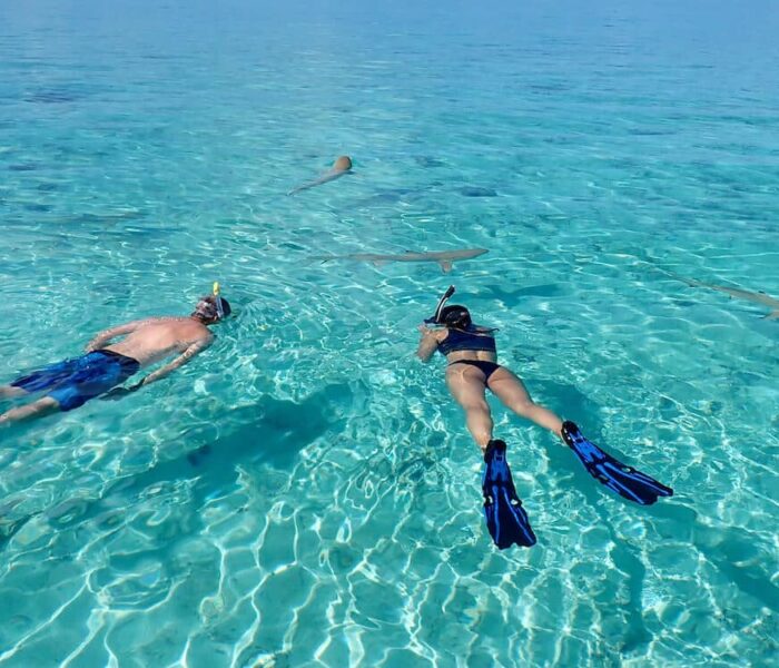 Toopua Sharks Sandbank