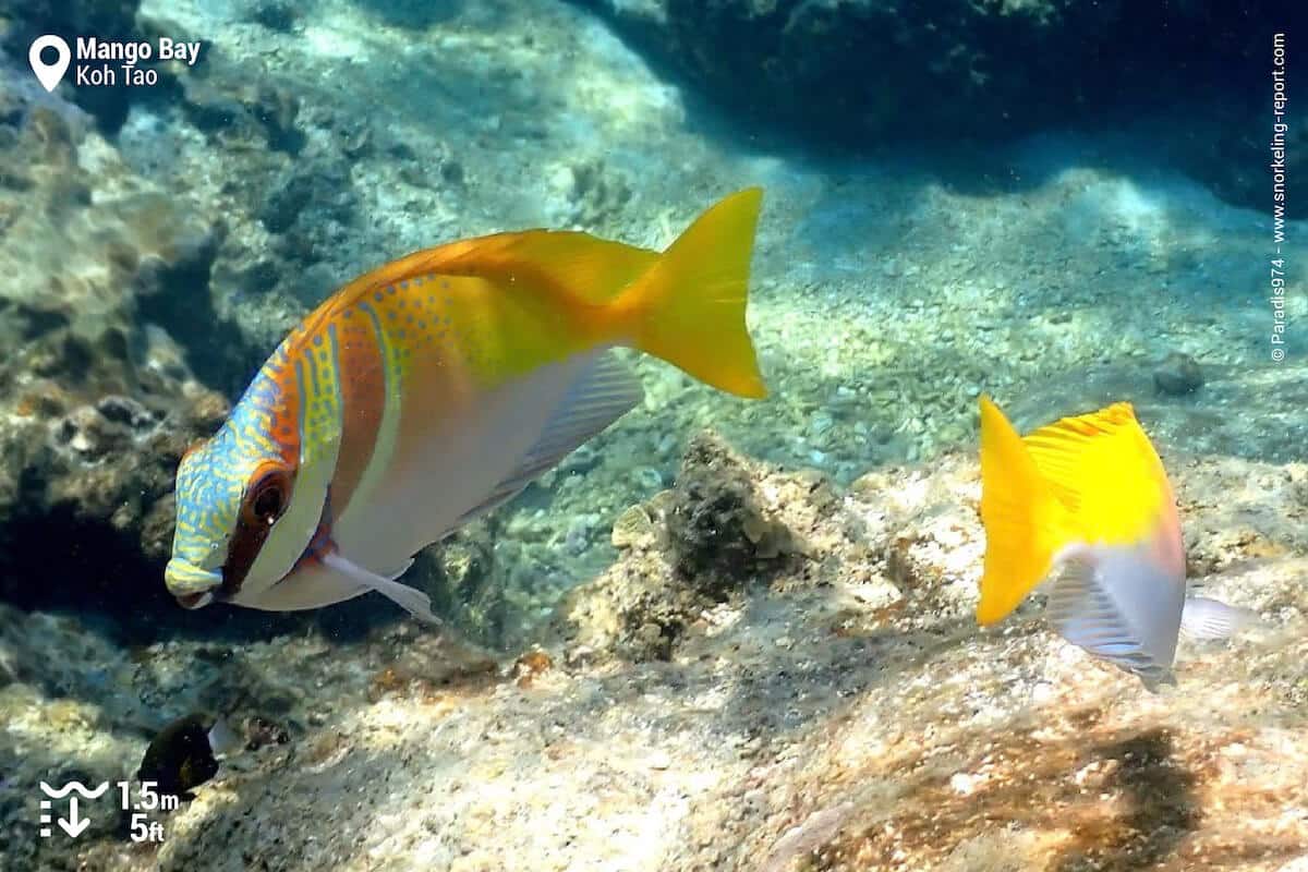 Barhead spinefoot at Mango Bay