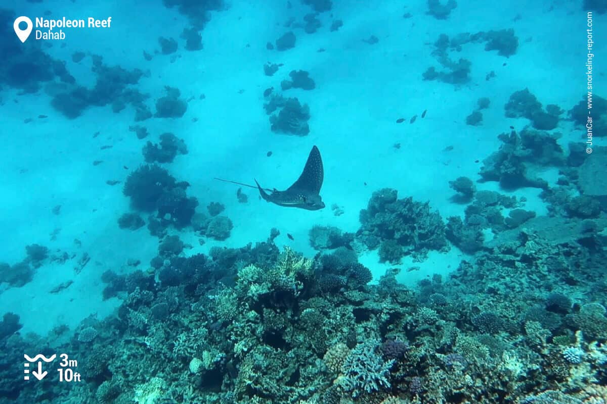 Spotted eagle ray at Napoleon Reef, Dahab