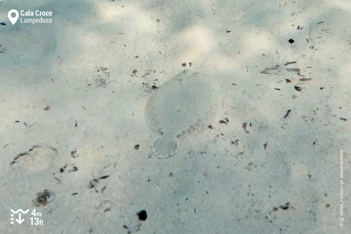 Wide-eyed flounder on a sandy bed in Cala Croce