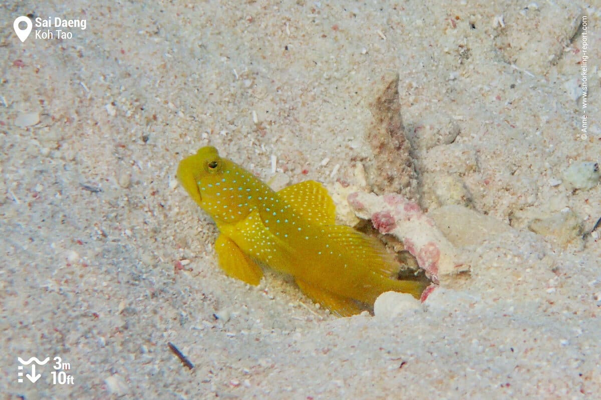 Yellow prawn-goby at Sai Daeng Bay