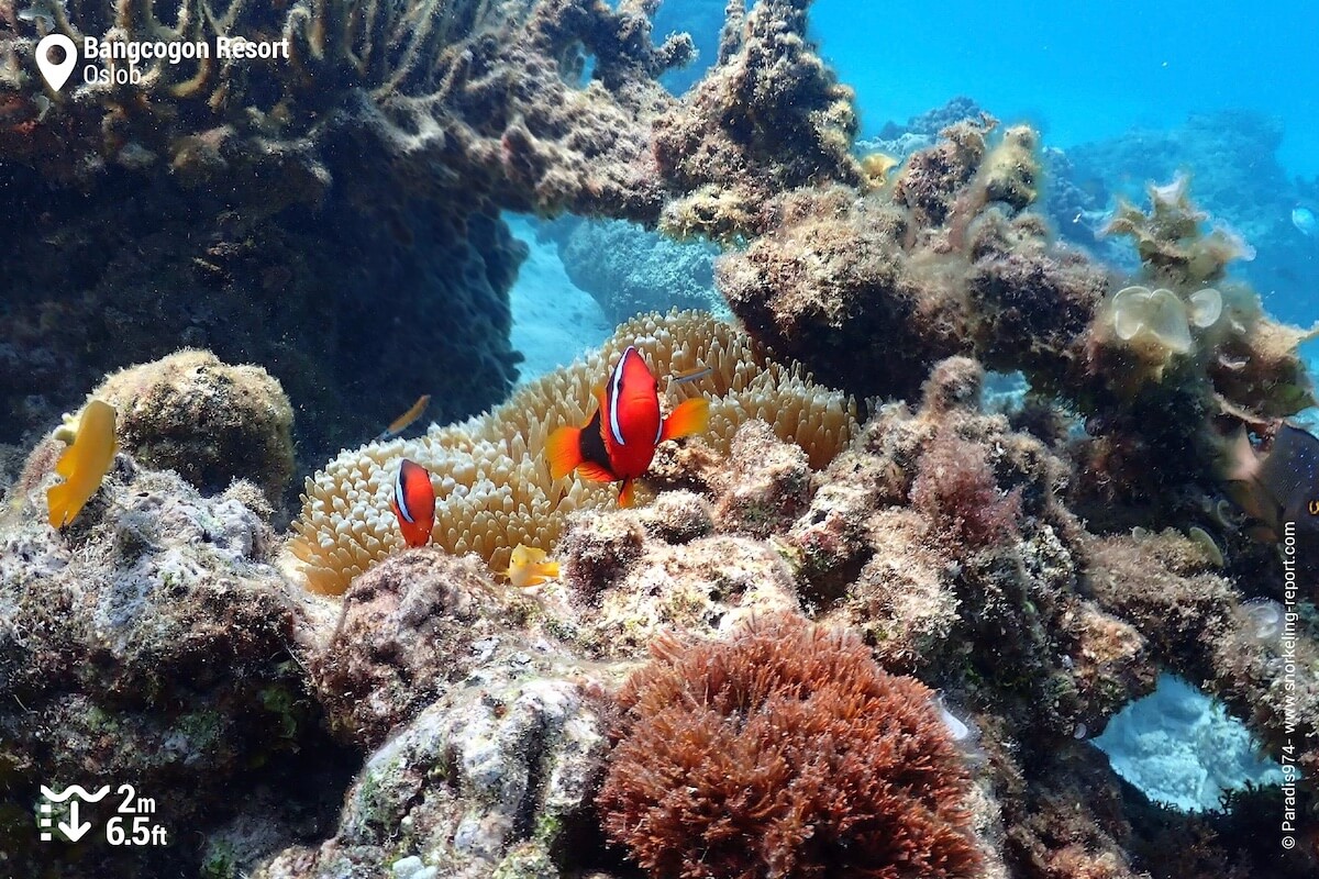 Tomato anemonefish at Bangcogon