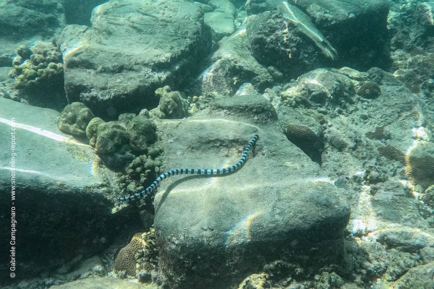 Banded sea krait at Monkey Beach, Koh Phi Phi