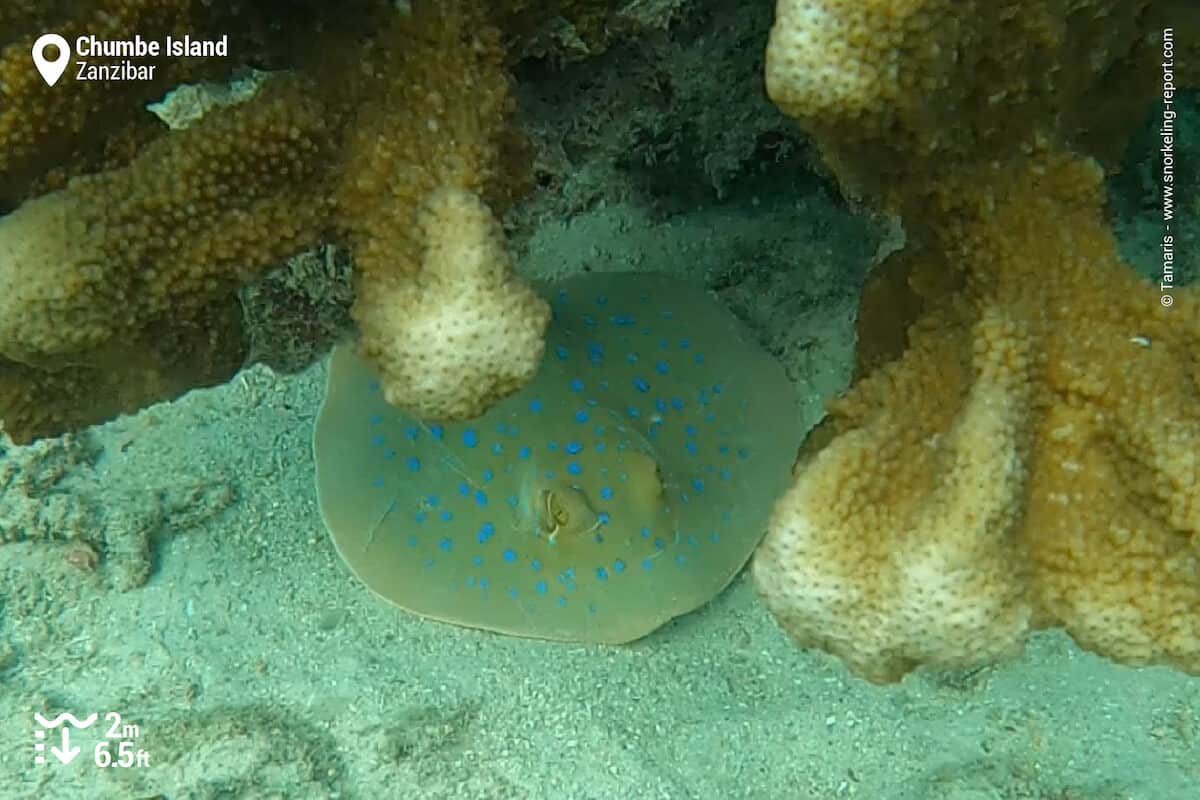 Bluespotted ribbontail ray at Chumbe Island