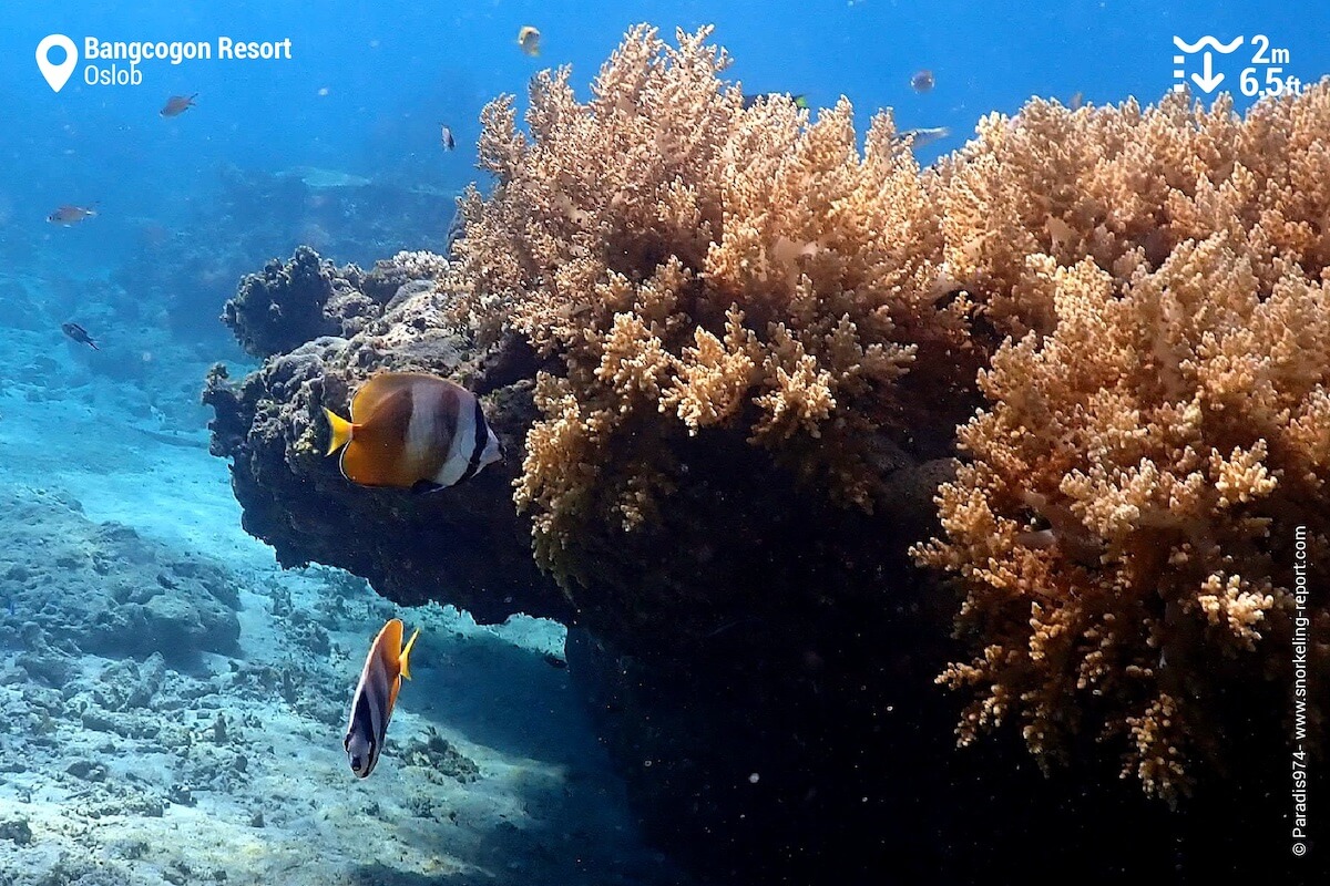 The coral reef at Bangcogon Resort