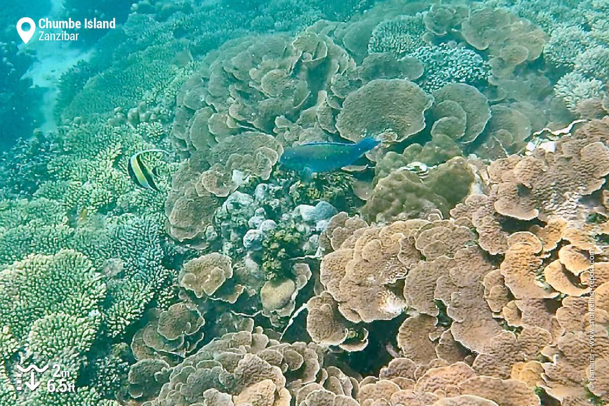The coral reef at Chumbe Island