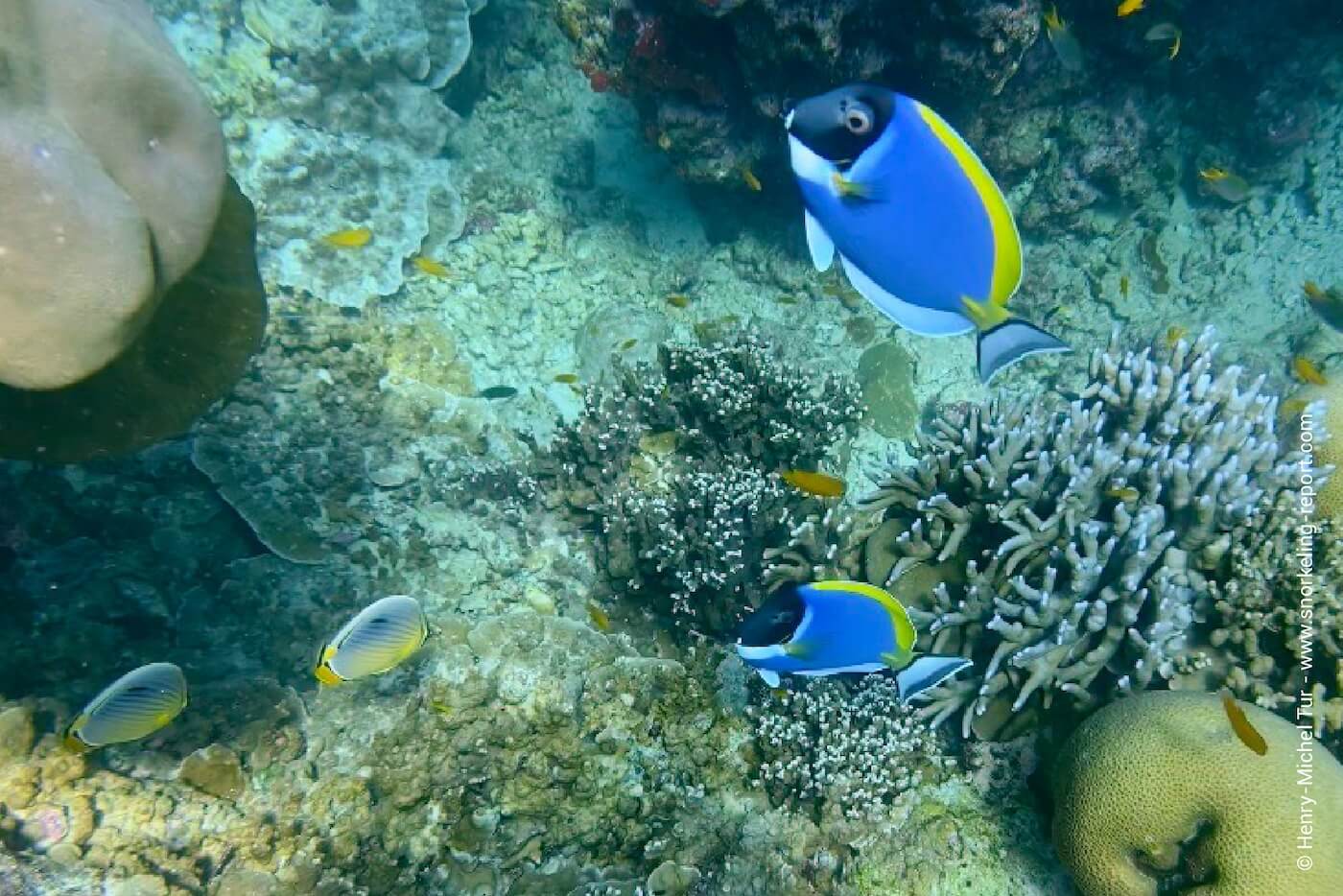 Powder blue tang in the Surin Islands