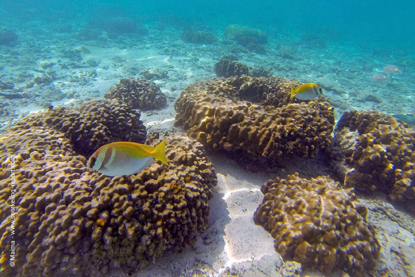 The coral reef at Koh Nang Yuan