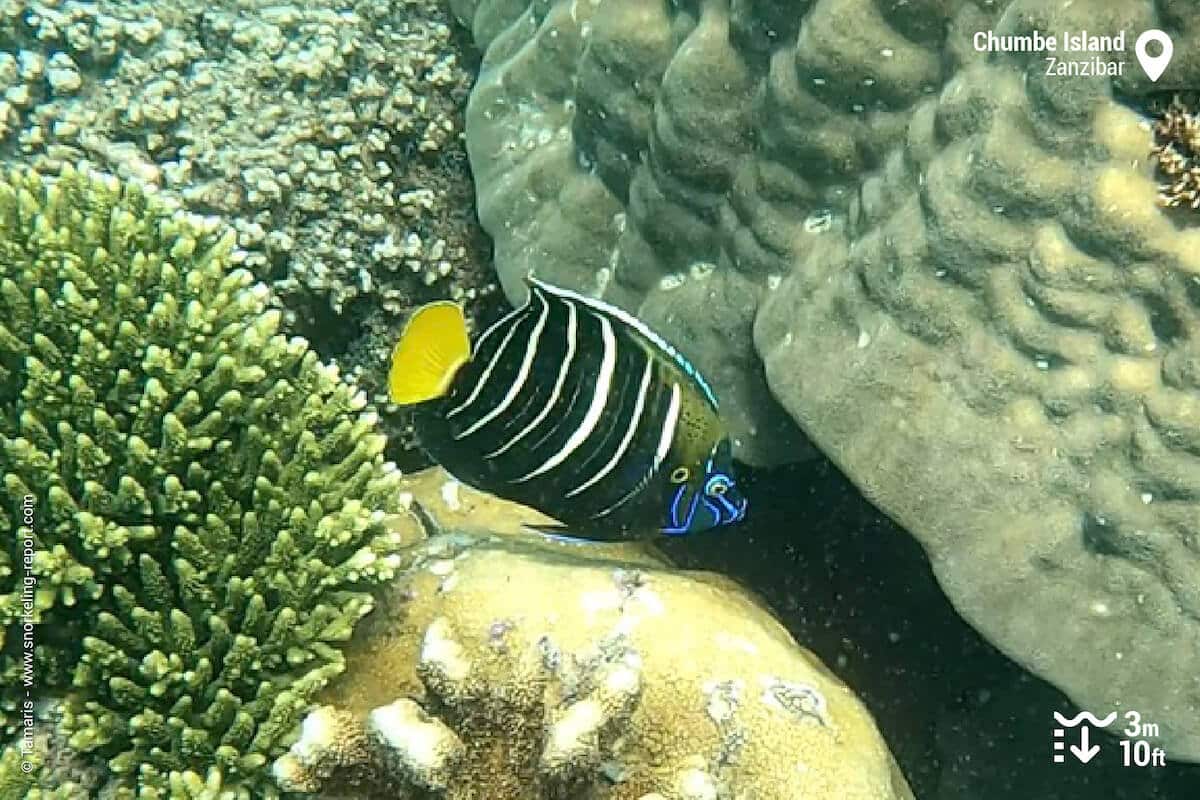 Goldtail angelfish at Chumbe Island