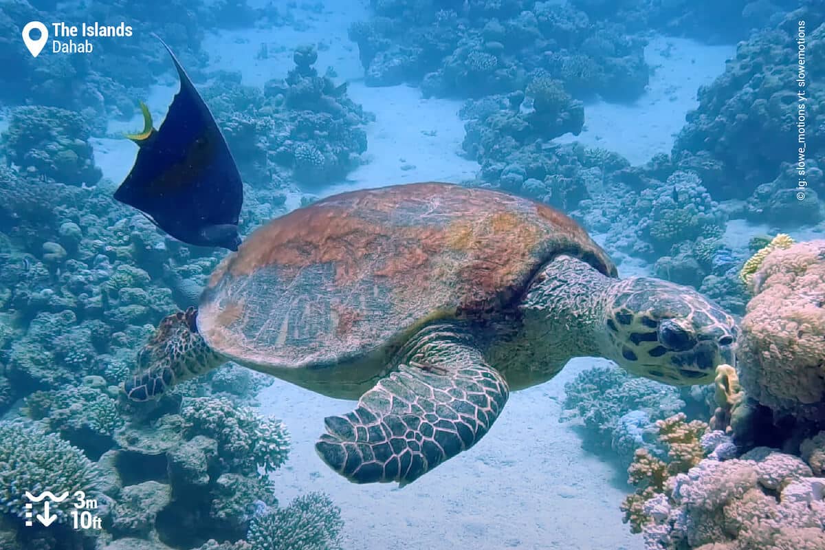 A green sea turtle and a yellowbar angelfish at The Islands, Dahab