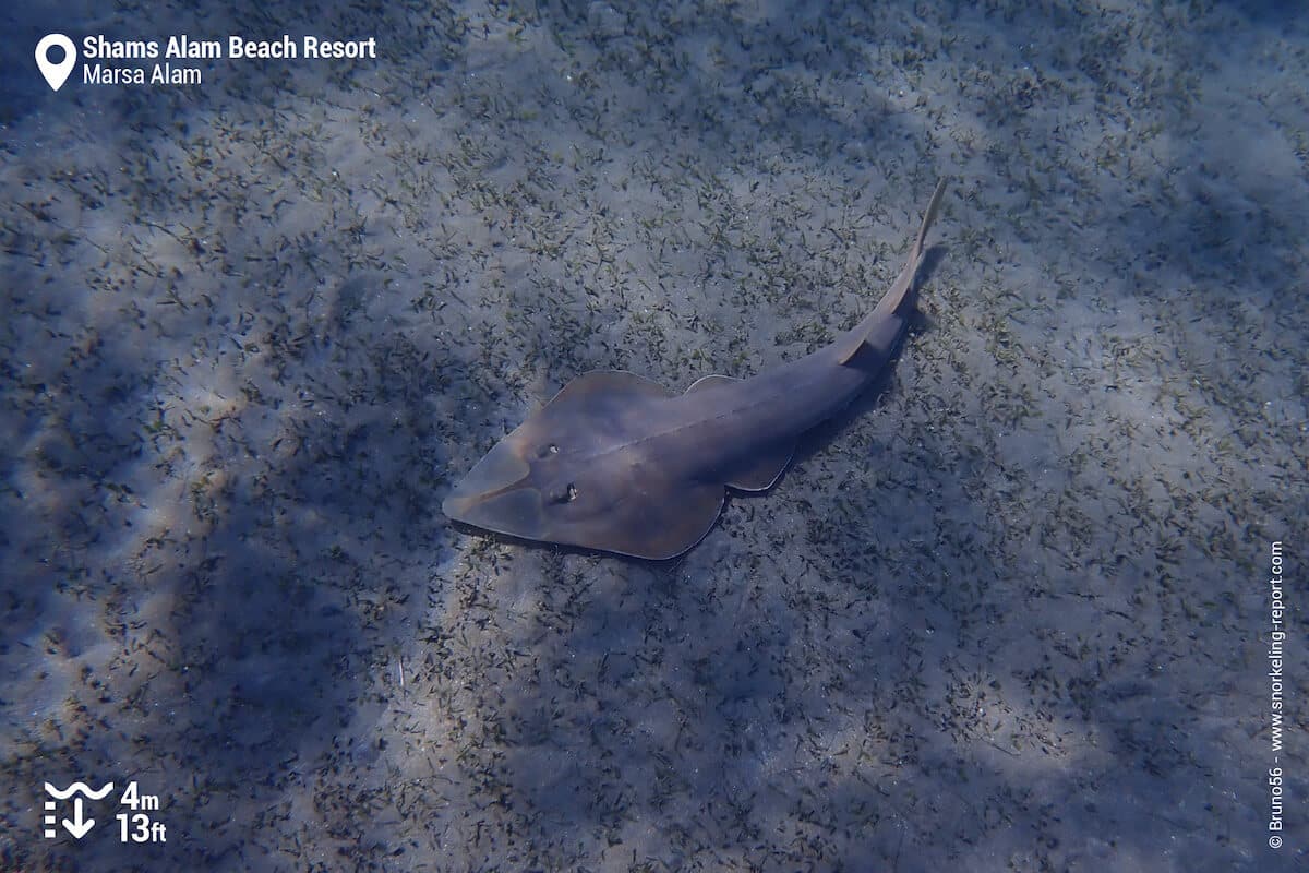 Halavi guitarfish at Shams Alam