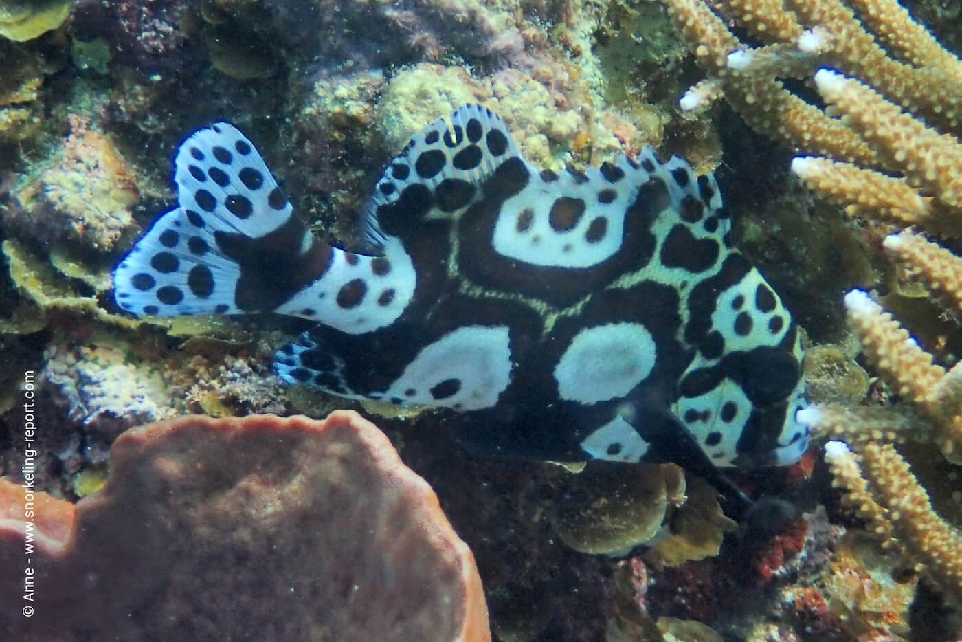 Harlequin sweetlips at Lighthouse Reef, Koh Tao