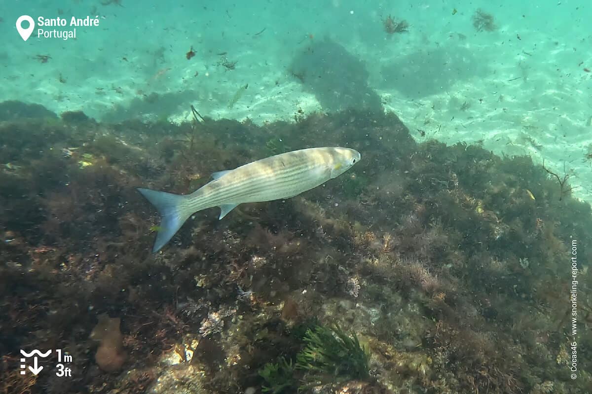 Mullet at Santo André