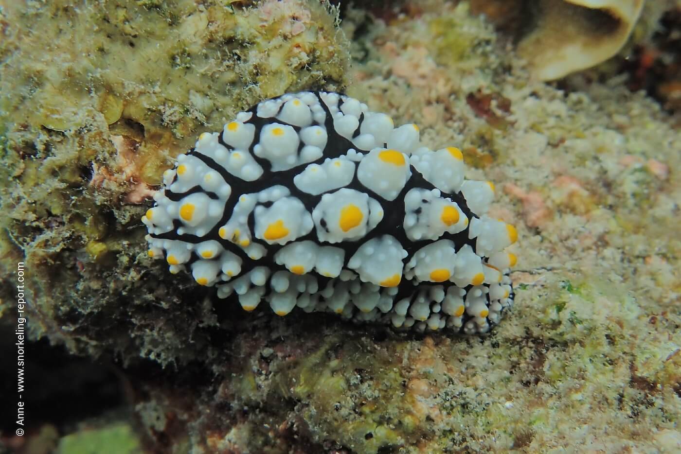 Nudibranch in Tanote Bay, Koh Tao