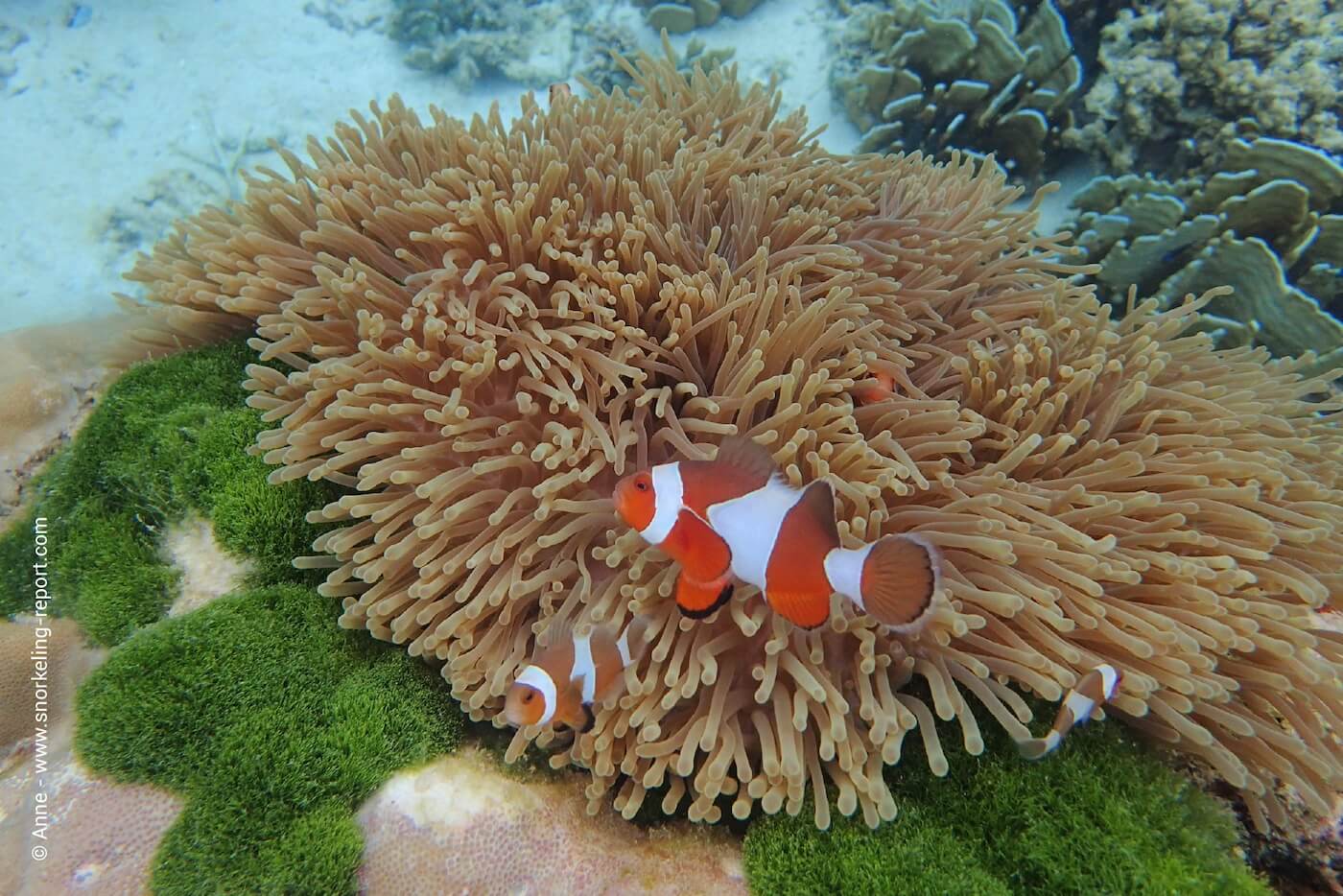 Ocellaris aneonefish in a sea anemone in Koh Rok Nai