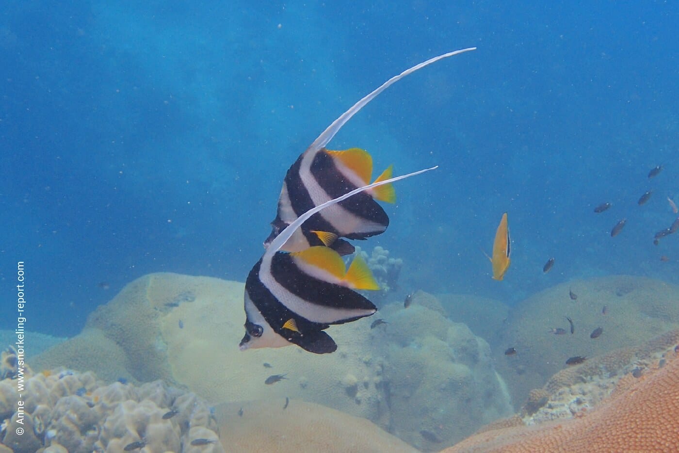 A pair of bannerfishin Koh Tao