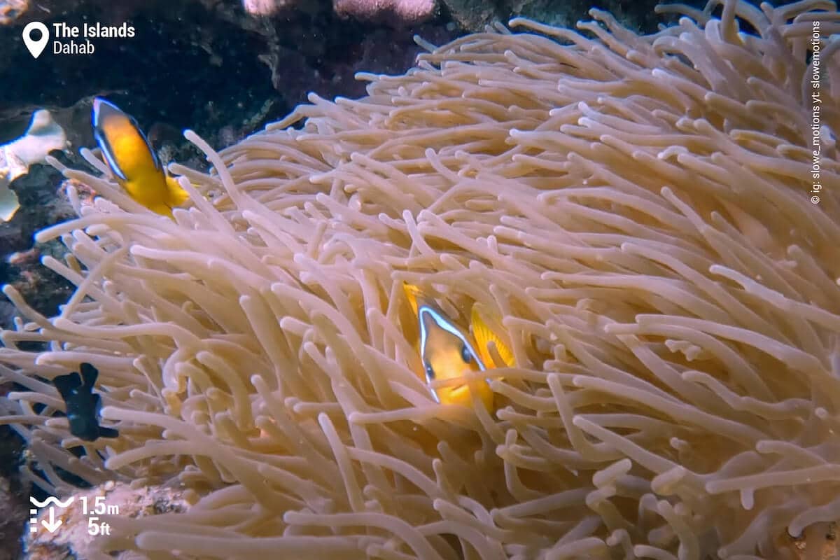 Red Sea anemonefish at The Islands, Dahab