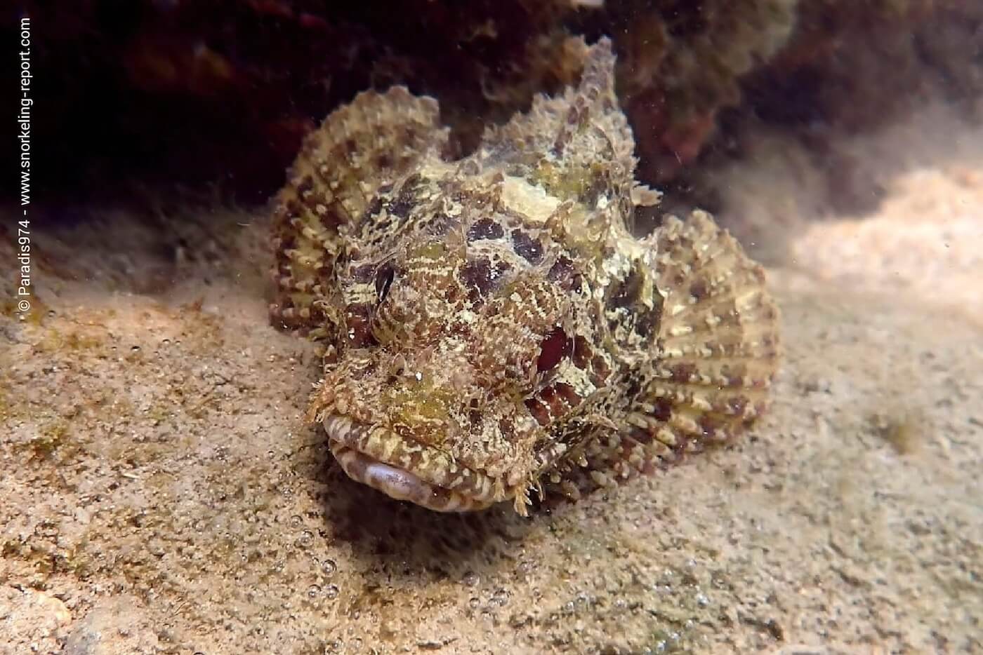 Scorpionfish in Koh Samui