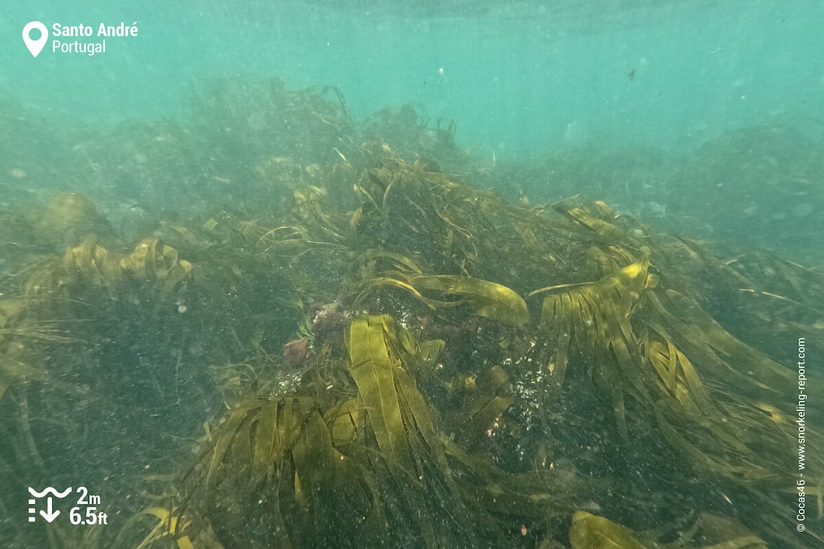 Weedy seabed at Santo André