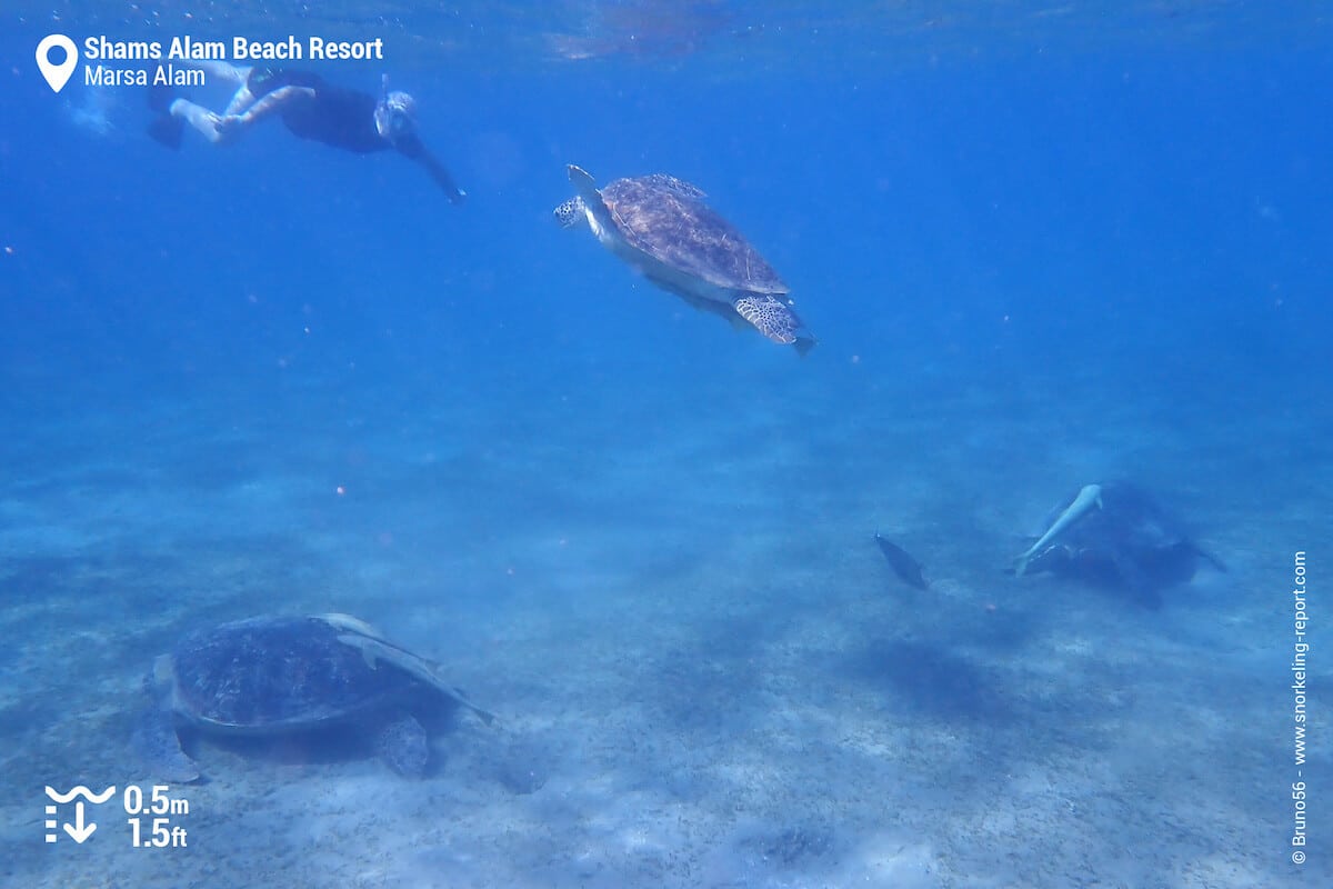 Snorkeling with green sea turtles at Shams Alam