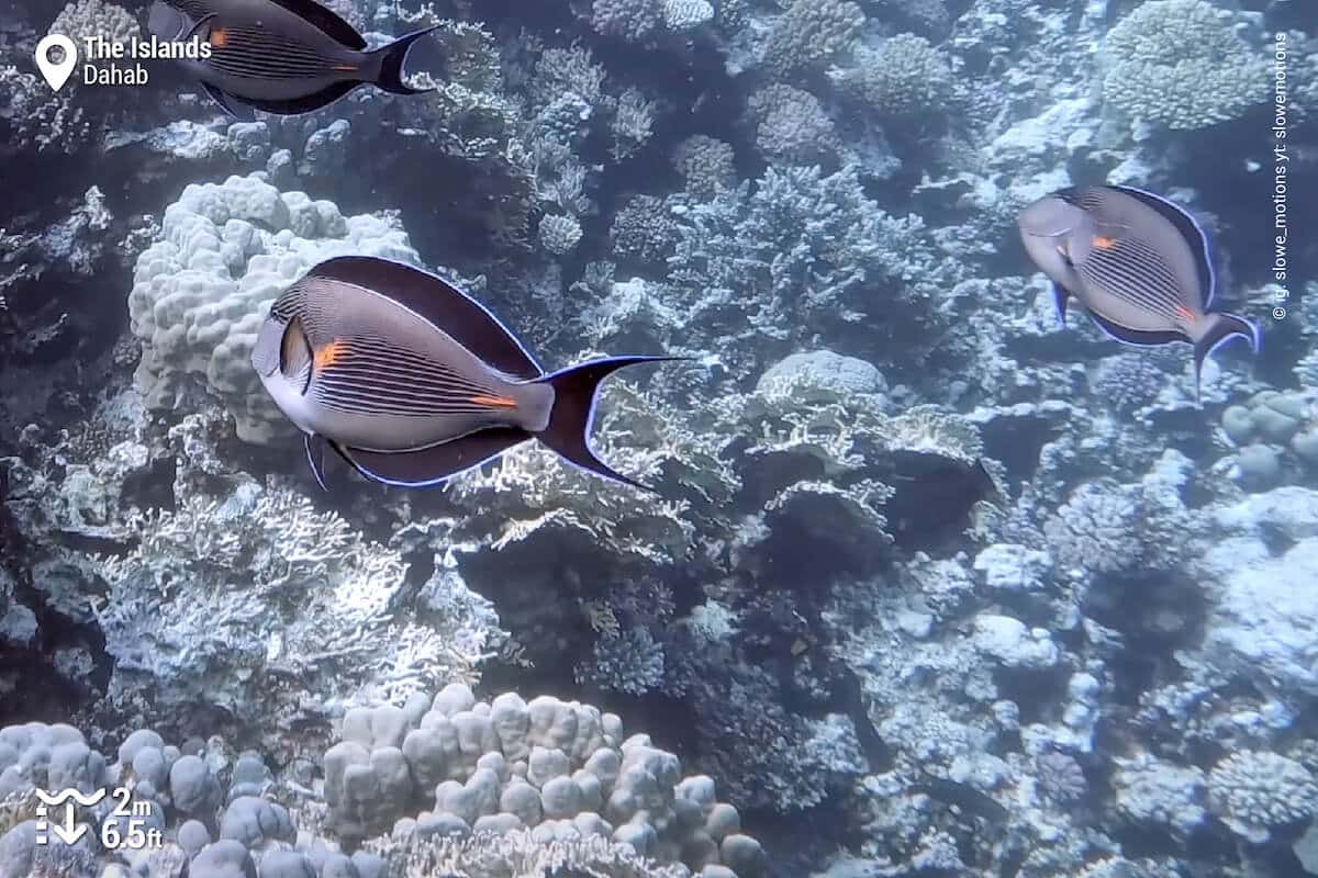 Small group of Sohal surgeonfish at The Islands, Dahab