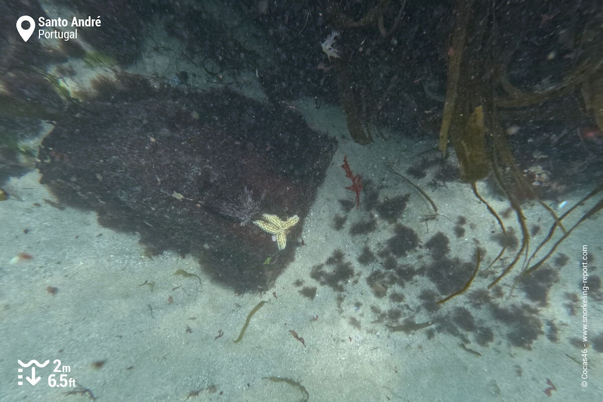 Spiny starfish in Portugal