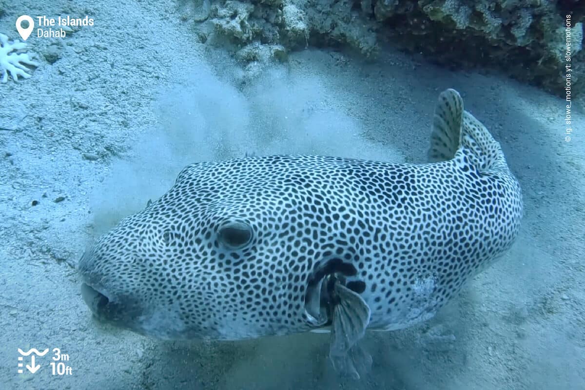 Stellate puffer at The Islands, Dahab