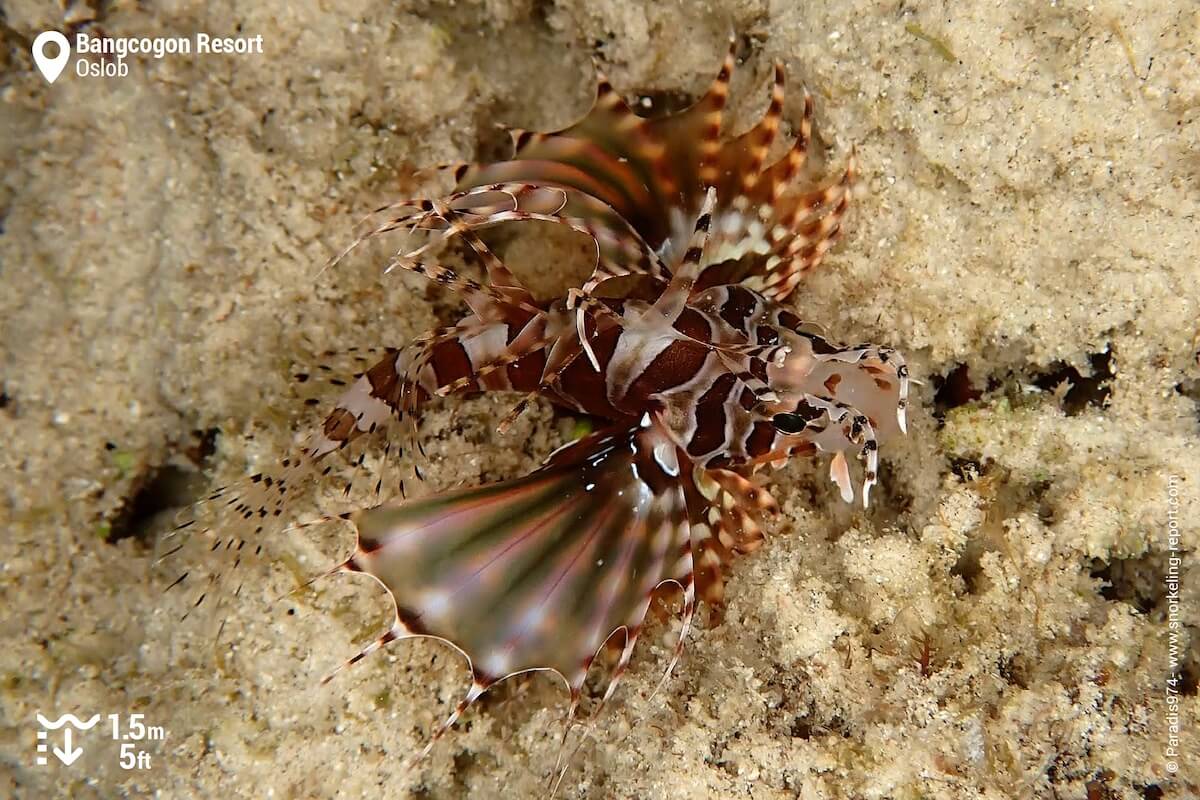 Zebra lionfish at Bangcogon