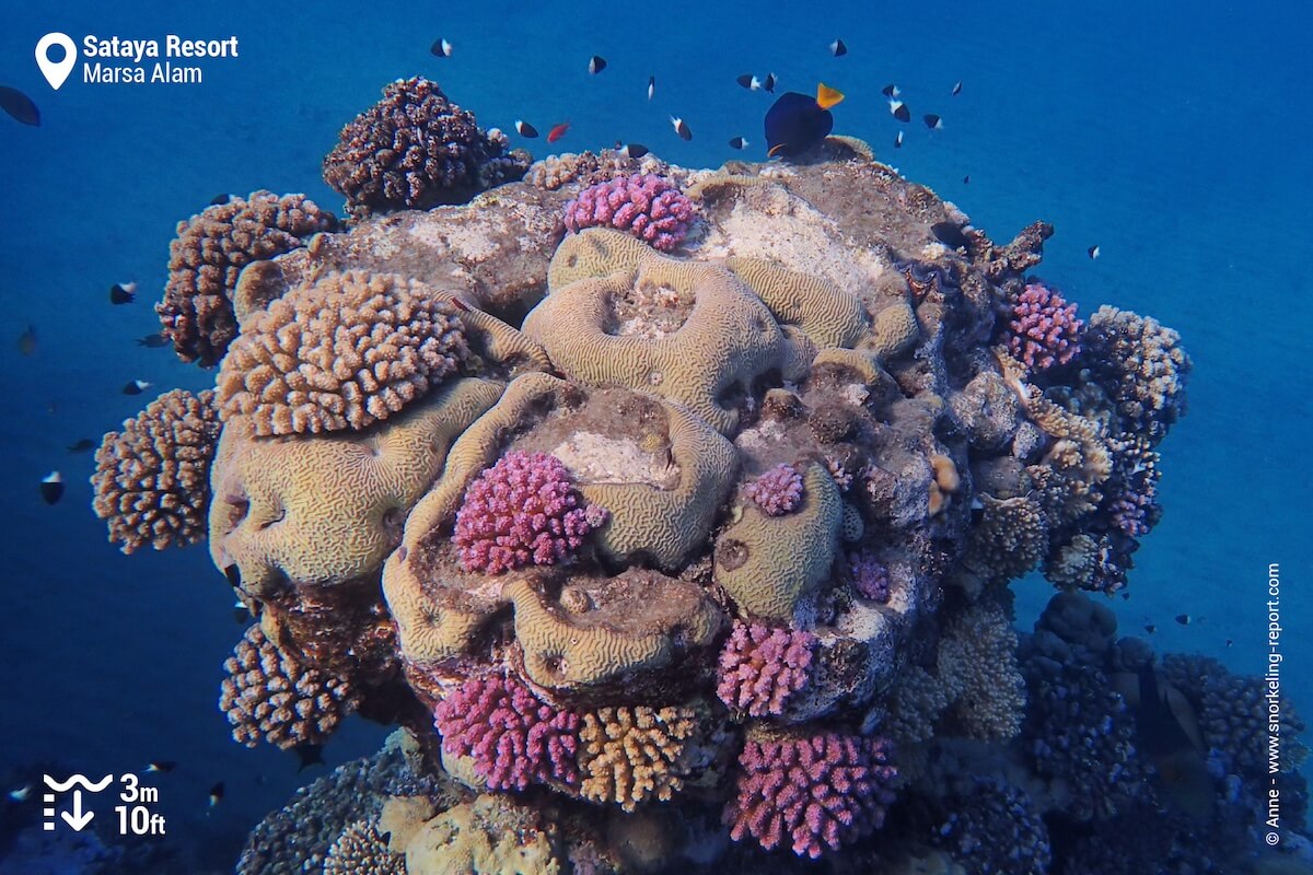Coral bommie at Staya Resort, Marsa Alam