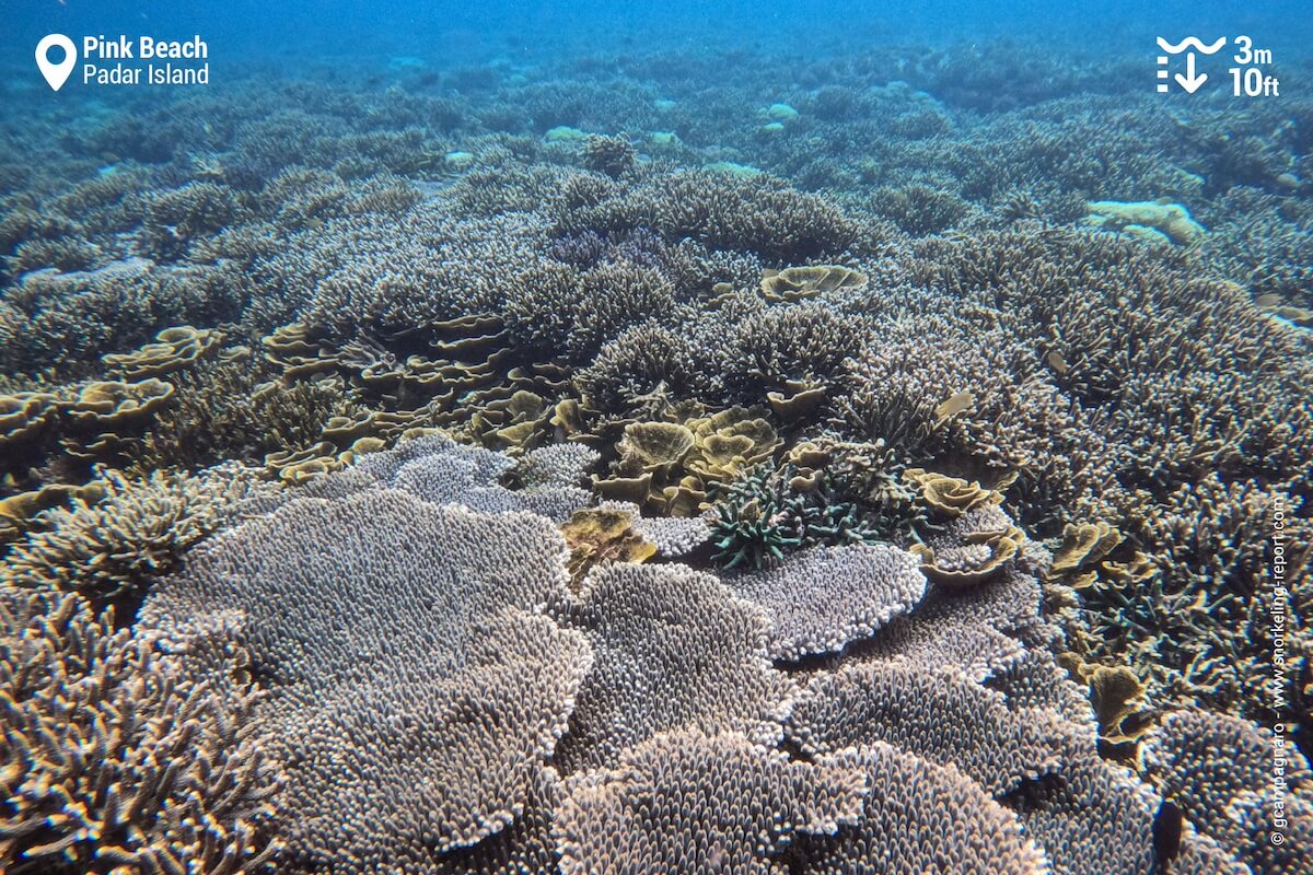 The coral reef at Pink Beach