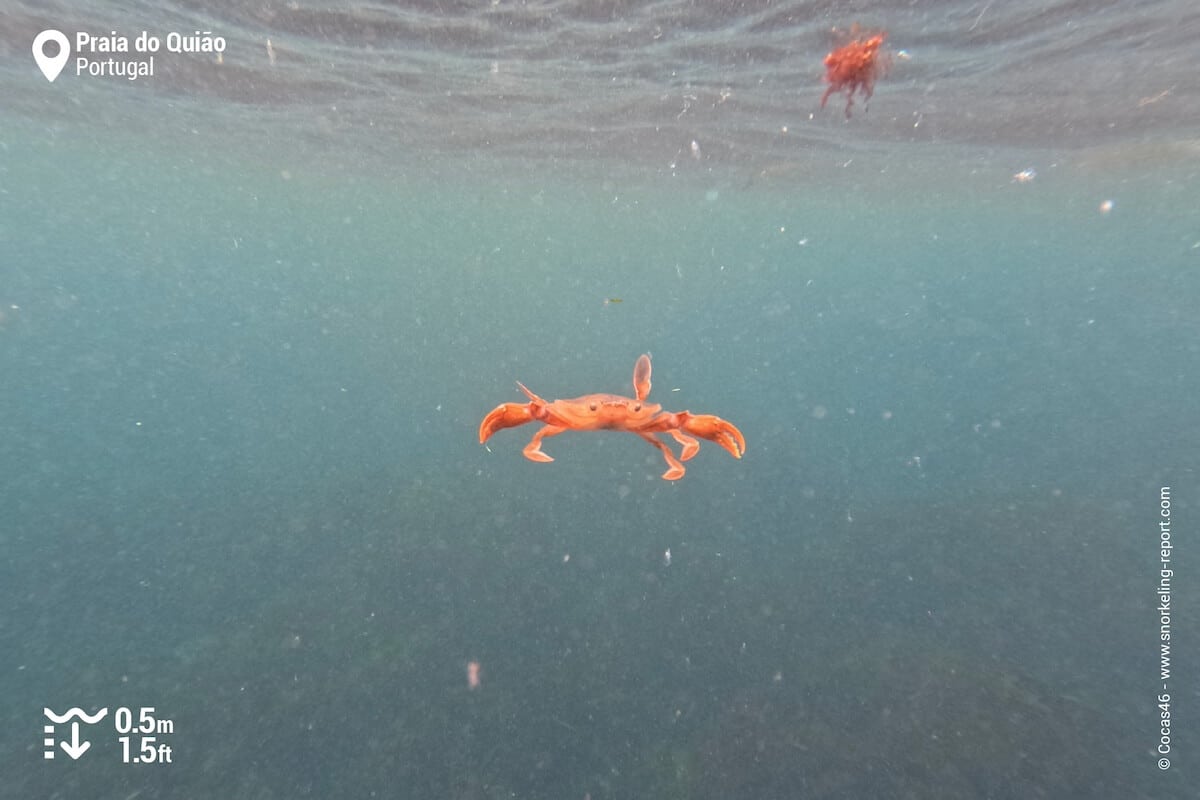 Swimming crab at Praia do Quiao